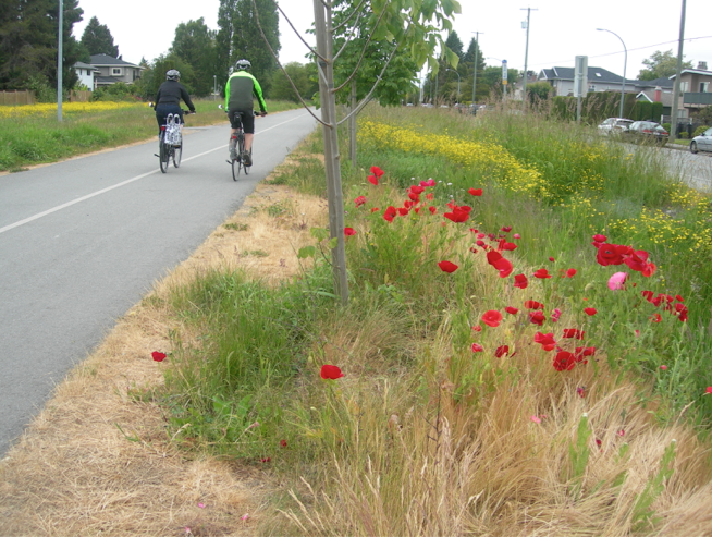 Couple on bicycles, poppies on roadside.